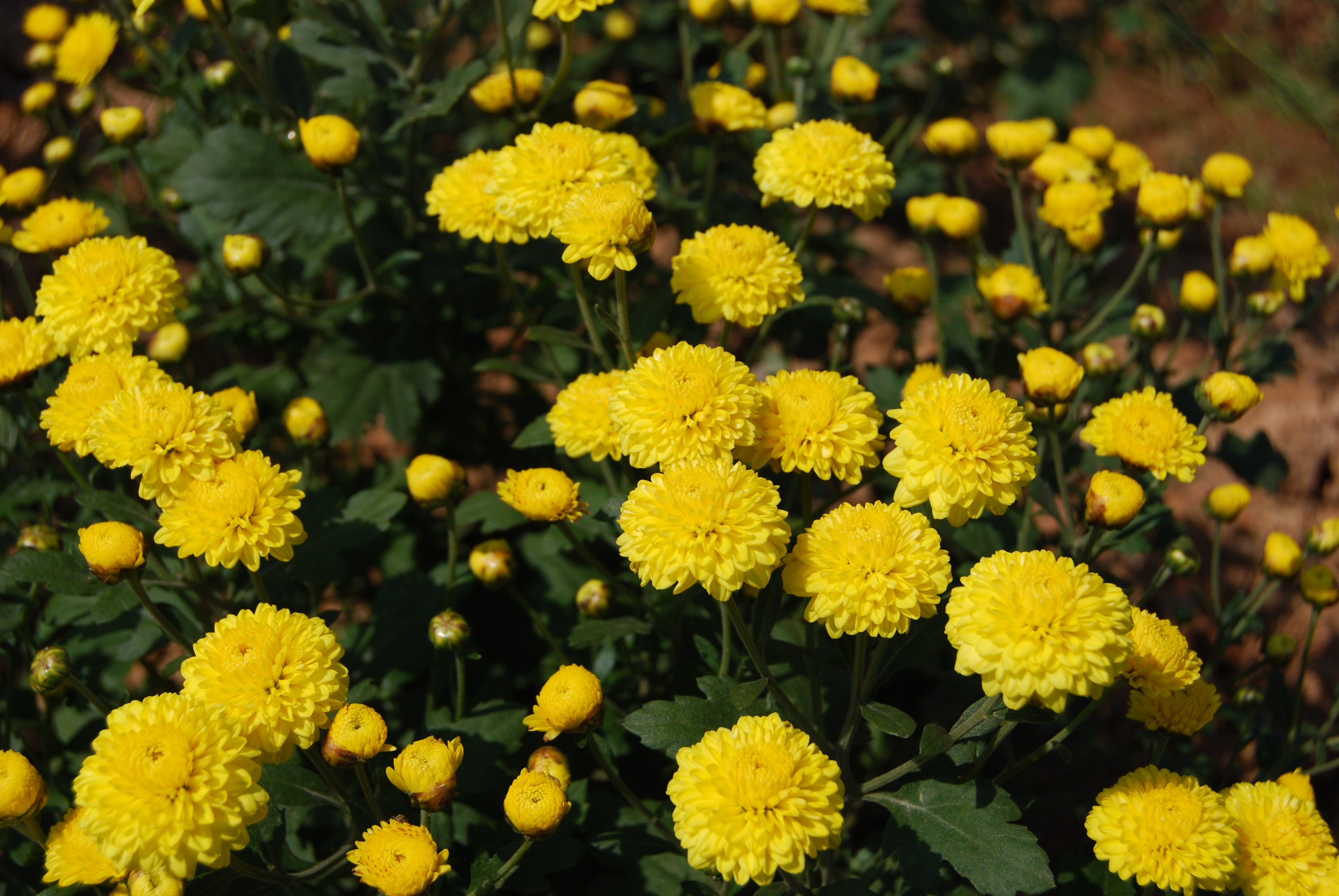 铜锣杭菊盛开 赏花吃「菊」正当时