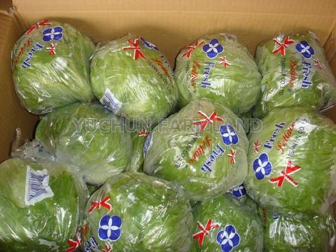 Iceberger Lettuce