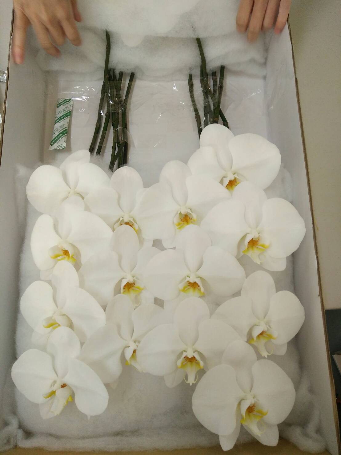 Orchid plants and cut flowers