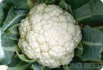 Cauliflower seeds