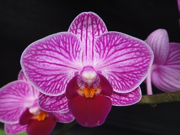 Chi Yueh Phalaenopsis Orchid _ CYS112 Pink/Mauve/Stripes