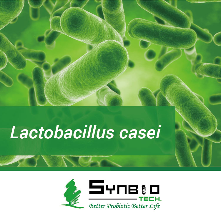 Lactobacillus casei , SYNBIO TECH , A Leading Probiotic Manufacturer ...