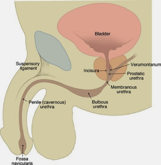 the structure of prostate