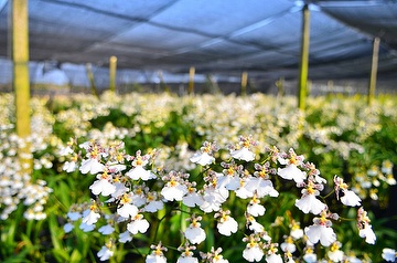 Oncidium ( White Snow)