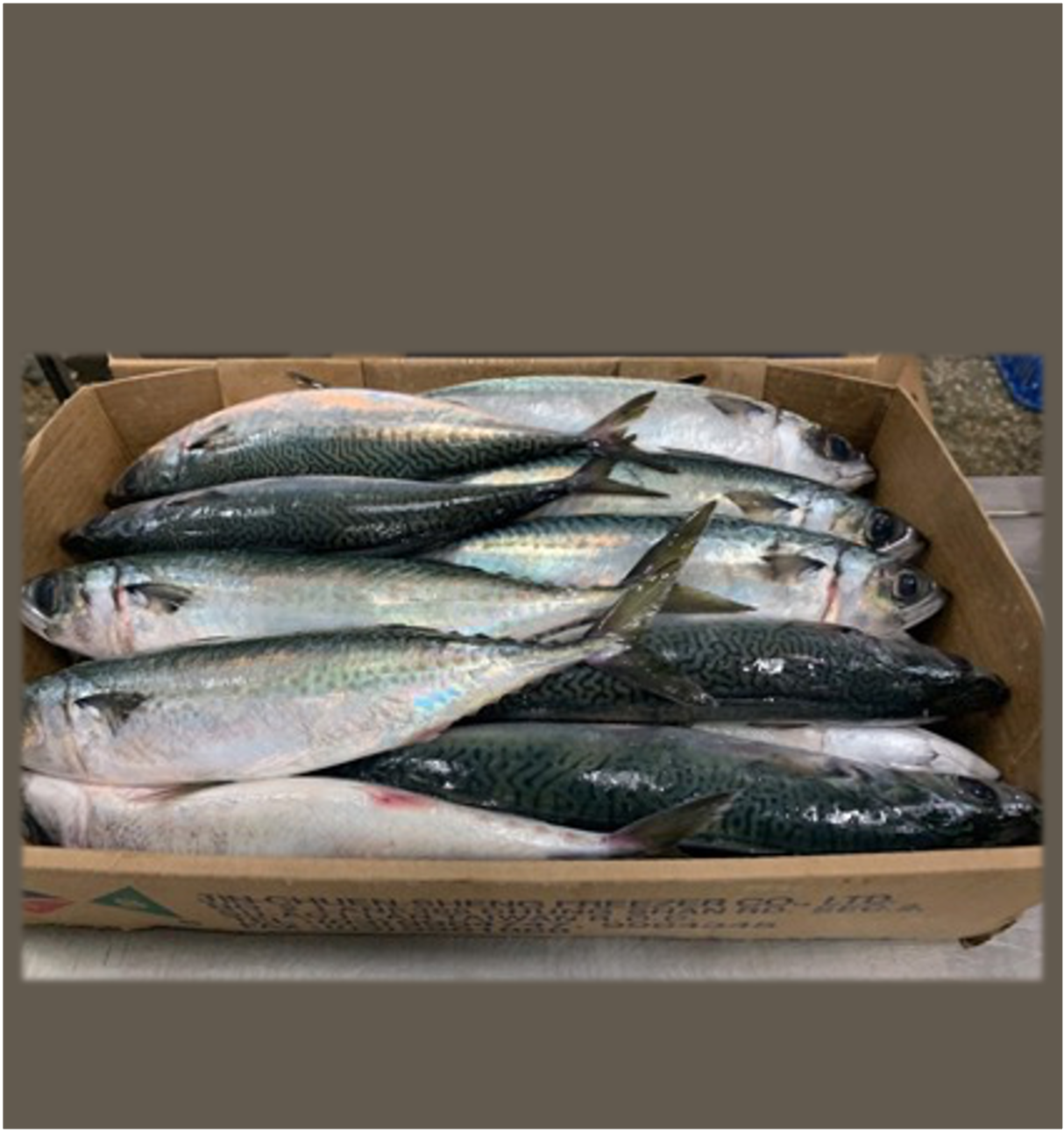Fresh Cheap Wholesale Frozen Mackerel, Own Fishing Boat Fresh Taiwantrade