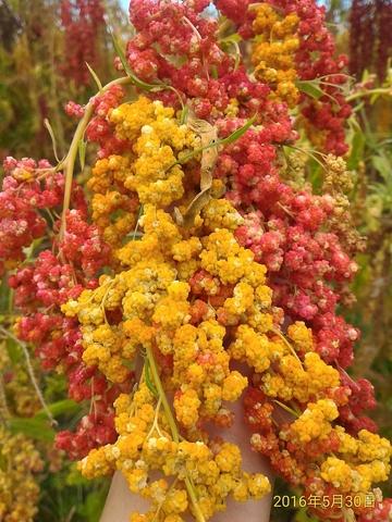 Taiwan Original Quinoa