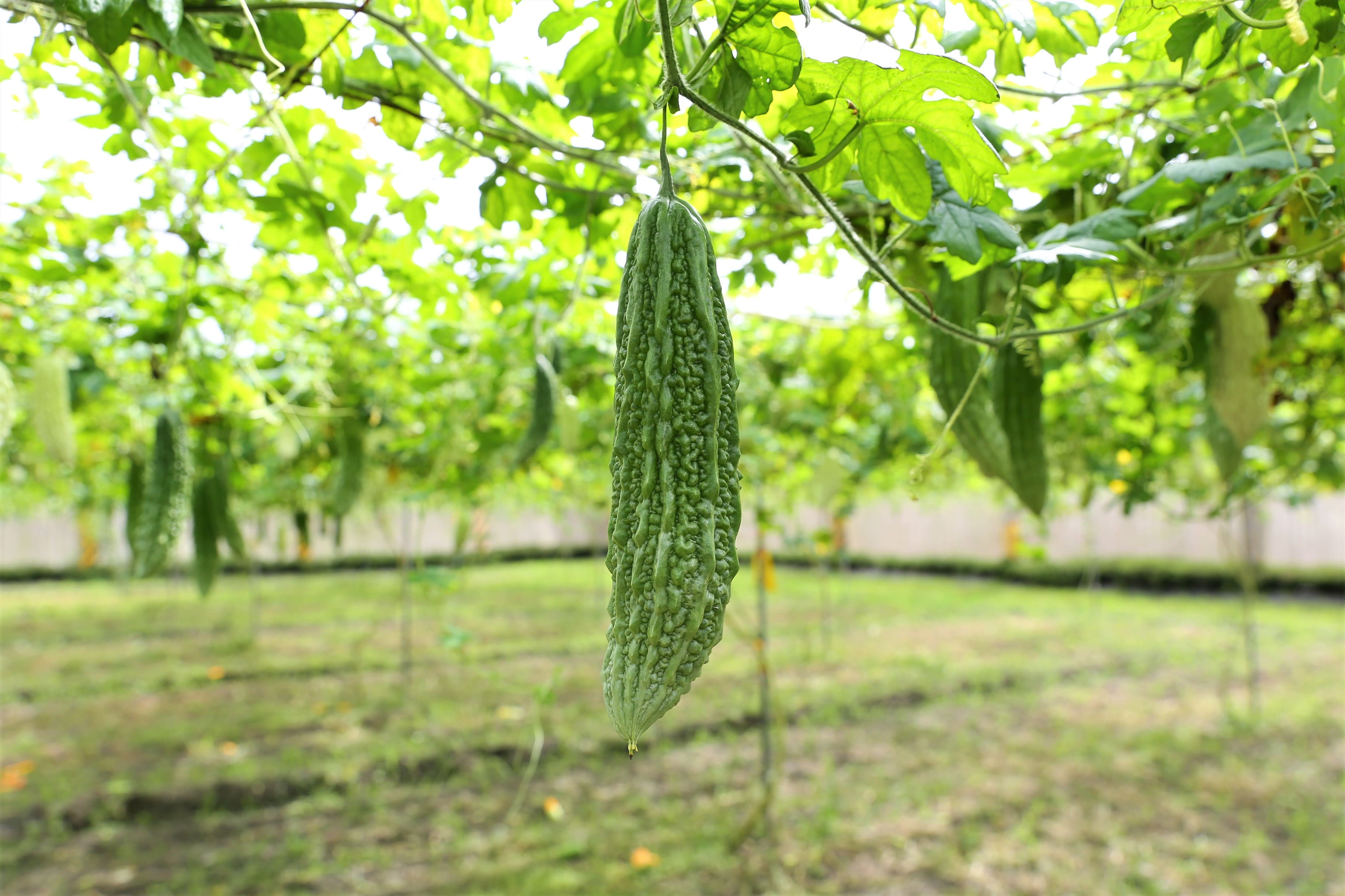 wild-bitter-gourd-kakorot-taiwantrade