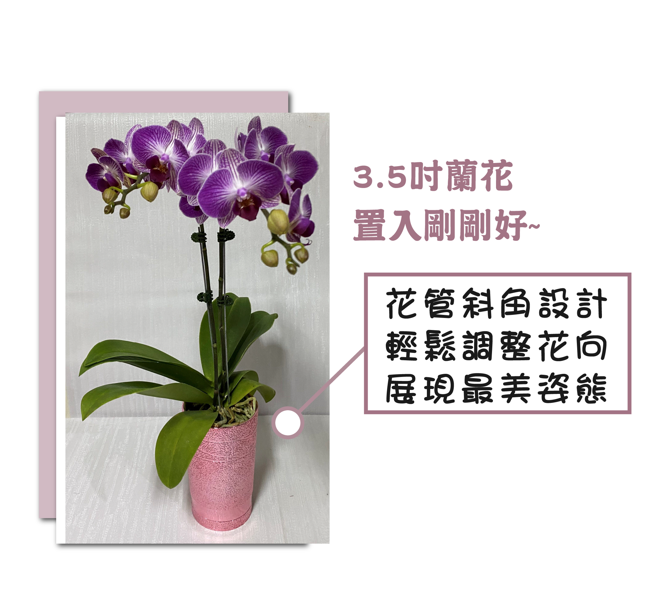 作品展示 08-3.5吋蘭花置入剛剛好